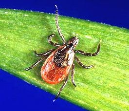 Black Legged Deer Tick