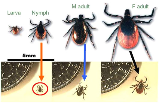 Tick sizes at different stages of life