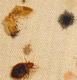 Bedbug evidence