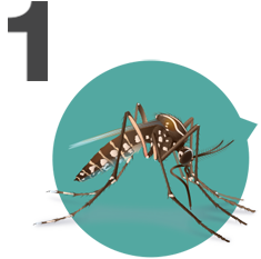 1-Image of Mosquito